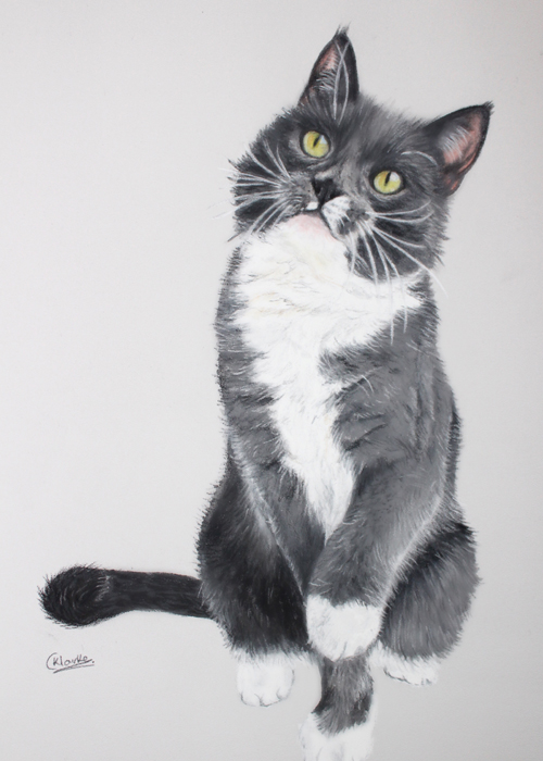 cat portrait artist